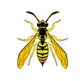 Wasp line drawing cartoon. Yellow Bee isolated on white background. Bumblebee Hand drawn doodle, graphic vector Royalty Free Stock Photo