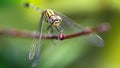 yellow colorful dragonfly on a branch, macro photo of this elegant and fragile predator with wide wings and giant faceted eyes Royalty Free Stock Photo