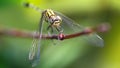 yellow colorful dragonfly on a branch, macro photo of this elegant and fragile predator with wide wings and giant faceted eyes