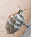 Wasp Royalty Free Stock Photo