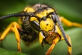 Wasp macro portrait Royalty Free Stock Photo