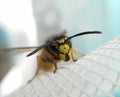 Wasp macro view Royalty Free Stock Photo