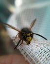 Wasp macro view Royalty Free Stock Photo