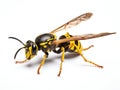 Wasp