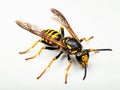 Wasp