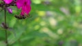 Wasp on magenta-colored phlox flowers on sunny summer day. Close-up, macro. Copy space, text space, template, layout
