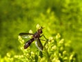 Wasp mimic fly