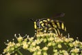 Wasp mimicking hoverfly