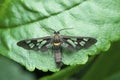 Wasp mimicking moth species, Satara, Maharashtra