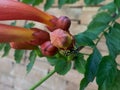 A wasp on a Morning Calm Trumpet Creeper Campsis grandiflora Royalty Free Stock Photo