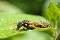 Wasp in the morning dew