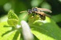 Wasp in the morning dew