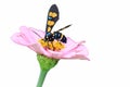 the wasp moth or euchromia polymena sucks the nectar of pink flowers on a white background Royalty Free Stock Photo