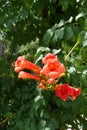 Wasp near flowers of Campsis radicans Royalty Free Stock Photo