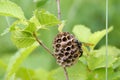 Wasp on nest