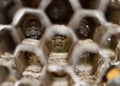 Wasp nest with wasp larvae, Paper wasps, Polistes sp- Royalty Free Stock Photo