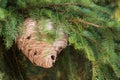 Wasp Nest