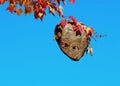 Wasp Nest