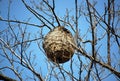 Wasp nest Royalty Free Stock Photo