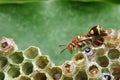 Wasp on Nest Royalty Free Stock Photo