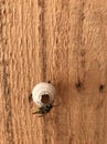 Wasp Nest, animal