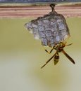 Wasp on Nest