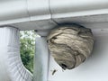 Wasp Nest Attached To Home Royalty Free Stock Photo