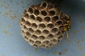 Wasp nest Royalty Free Stock Photo