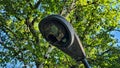 A wasp nest built inside a street light housing at birch lake