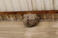 Nature\'s Intricacy: Wasp Nest on Balcony