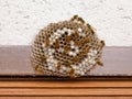 Wasp Nest - with clipping path Royalty Free Stock Photo