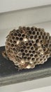 Wasp Nest Close-Up: Busy Colony Royalty Free Stock Photo