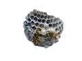 Wasp Nest Royalty Free Stock Photo