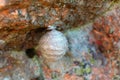 Wasp nest close up Royalty Free Stock Photo