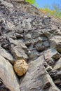 Wasp nest Royalty Free Stock Photo
