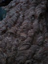 Wasp nest close-up view Royalty Free Stock Photo