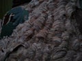Wasp nest close-up view Royalty Free Stock Photo