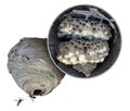 Wasp Nest Diagram Royalty Free Stock Photo