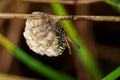 Common Wasp nest (Vespula vulgaris) in the grass. A wasp in its nest. The wasp at the hive