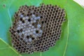 Wasp nest on green leaf with larvae ready to hatch