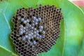 Wasp nest on green leaf with larvae ready to hatch