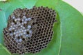 Wasp nest on green leaf with larvae ready to hatch