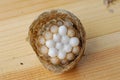 Wasp nest with grubs Royalty Free Stock Photo