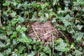 Wasp nest hidden amongst ivy