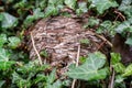 Wasp nest hidden amongst ivy