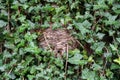 Wasp nest hidden amongst ivy