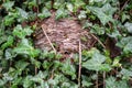 Wasp nest hidden amongst ivy