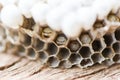 Wasp nest or hornet nest with larva on wooden background , close up - Wild insects Royalty Free Stock Photo