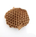 Wasp nest with Insect larvae