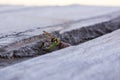 Wasp in nest, insect in wild life Royalty Free Stock Photo